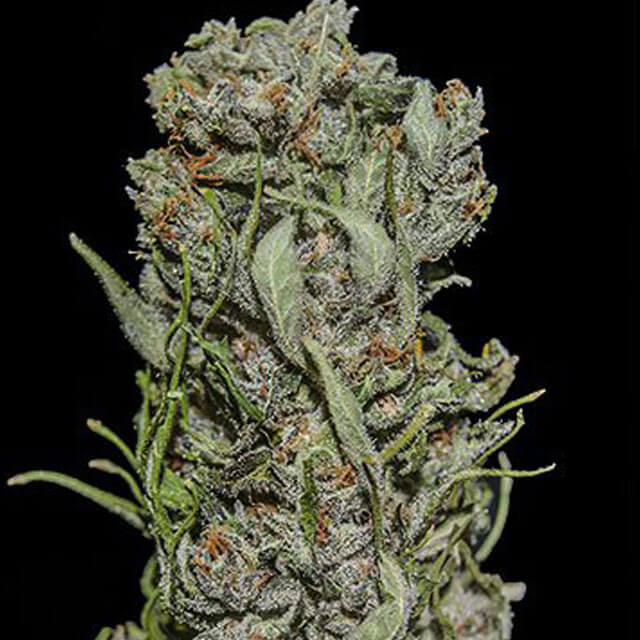 Buy Kalashnikov Seeds White Critical Express FEM