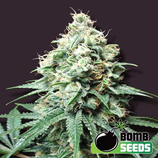 Buy Bomb Seeds Kush Bomb REG