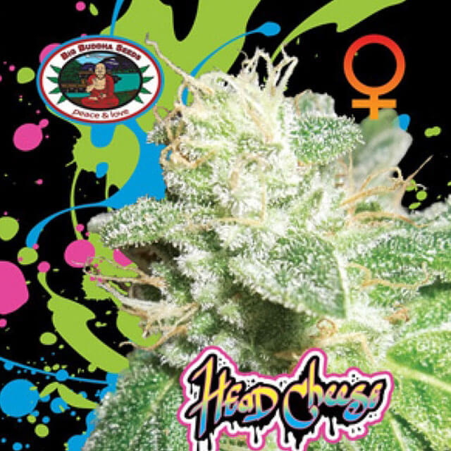 Buy The Big Buddha Seeds Head Cheese FEM