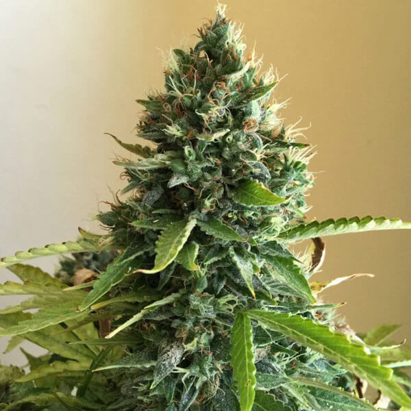 Buy Greenbud Seeds Choco Candy REG