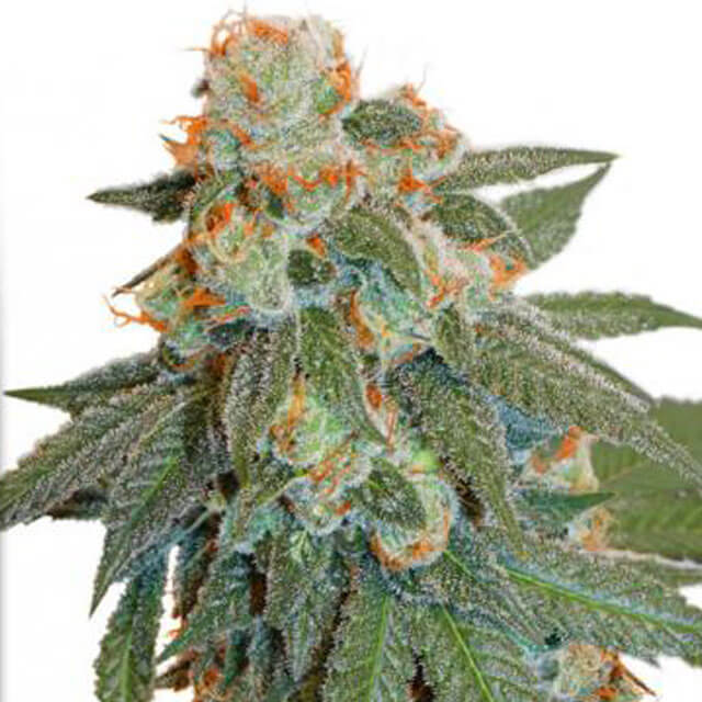 Buy Dutch Passion Seeds Auto Orange Bud FEM