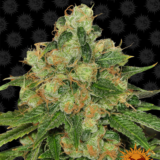 CBD Caramel