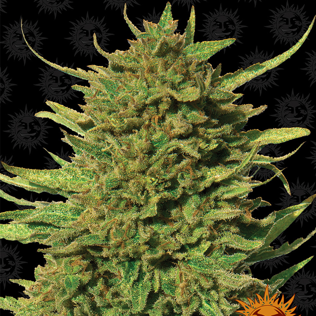 Critical Kush