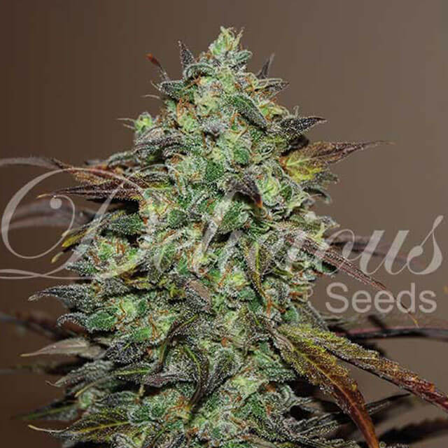 Buy Delicious Seeds Eleven Roses FEM