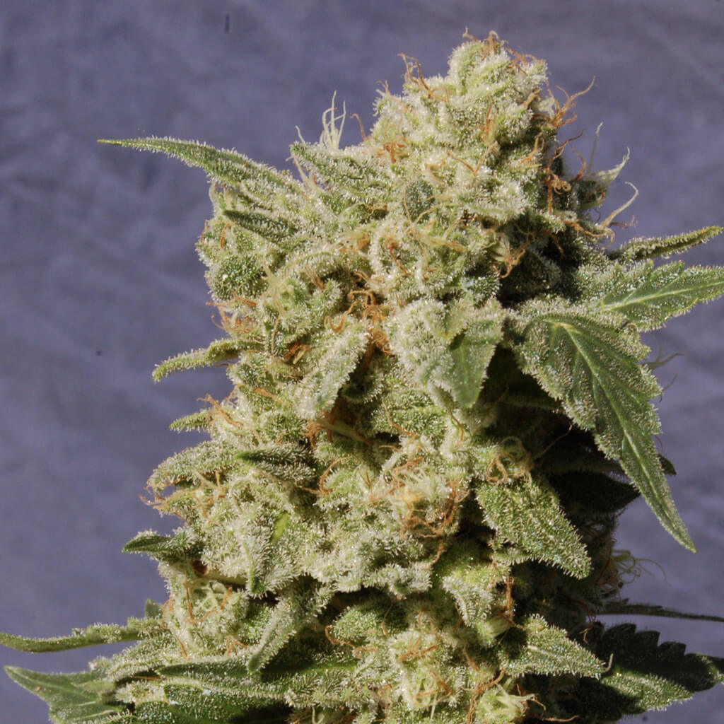 Diesel Glue