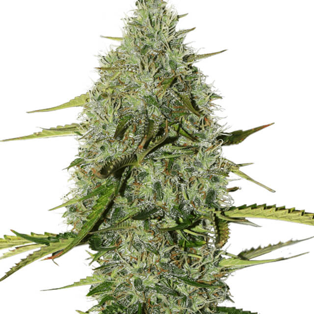 Buy Original Sensible Seeds  BCN Critical XXL Auto FEM