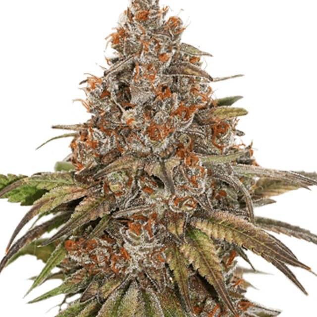 Buy Original Sensible Seeds  Blackberry Gum Auto FEM