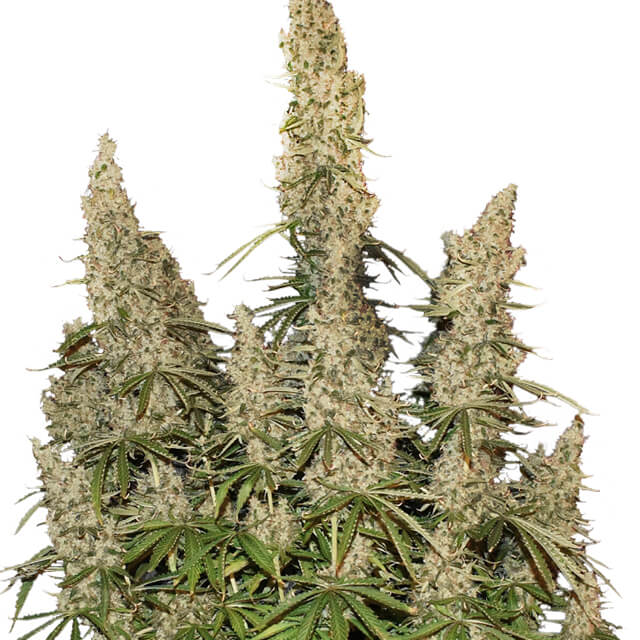 Buy Original Sensible Seeds  White Widow Auto FEM