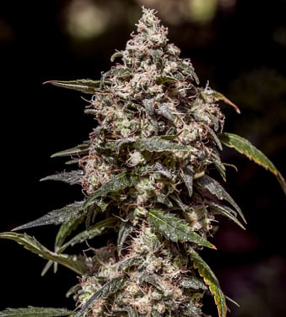 Buy Positronics Seeds 1:20 CBD FEM