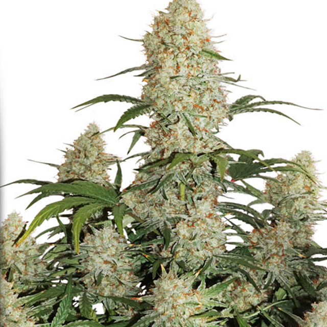 Buy Dutch Passion Seeds Auto Critical Orange Punch FEM