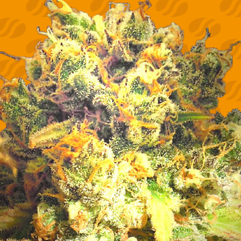 Buy Original Sensible Seeds Dr. Bruce Banner CBD FEM