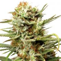 Auto White Widow cannabis seeds