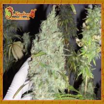 Incredible Bulk feminized cannabis seeds