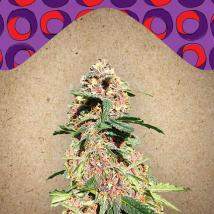 Red Purps
