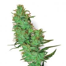 Jack Herer