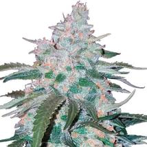 Pineapple Express Auto cannabis seeds