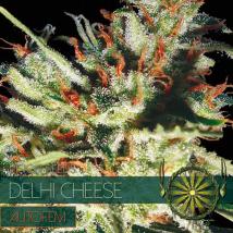 Delhi Cheese