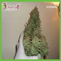 Smokin Gun Auto cannabis seeds