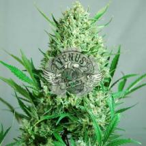 Auto Aktombe cannabis seeds