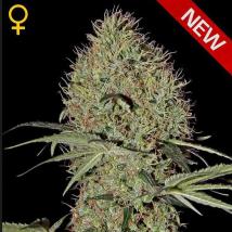 Super Bud Auto cannabis seeds