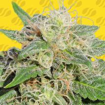 Super Auto Lemon Haze cannabis seeds