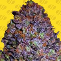 Purple Haze Auto cannabis seeds