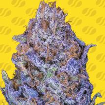 Auto Purple cannabis seeds