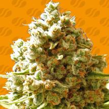 Best Seller - Pure Kush