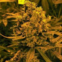 Auto Blueberry Kush