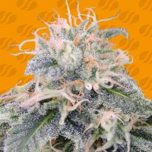 Black Ghost OG