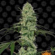 Tangerine Dream Auto cannabis seeds