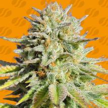 Gorilla Glue #4 feminized cannabis seeds