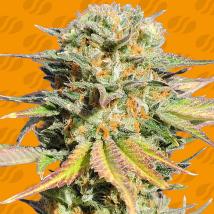 Bruce Banner #3 feminized cannabis seeds