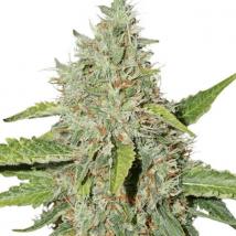 Northern Lights Auto cannabis seeds