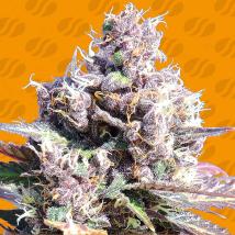 Gelato feminized cannabis seeds