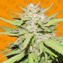 Wedding Cake feminized cannabis seeds