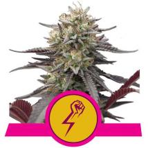 Best Seller - Green Crack Punch