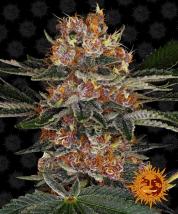 Purple Punch Auto cannabis seeds