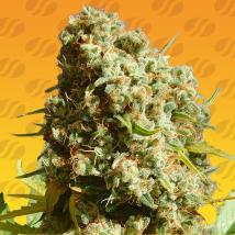 Bruce Banner #3 Fast Cannabis Seeds