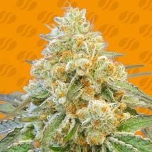 Do Si Dos OG feminized cannabis seeds