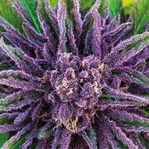 Landrace Collection Purple Thai