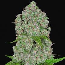 Best Seller - Orange Sherbet Auto