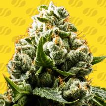 Do-Si-Dos Auto cannabis seeds