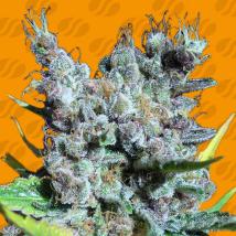 Runtz Gum feminized cannabis seeds