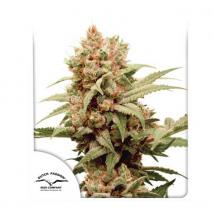 Best Seller - CBG Force 