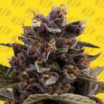 Black Dog Auto cannabis seeds