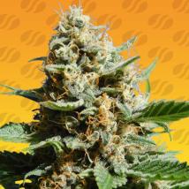 Kush Mintz Fast feminized cannabis seeds