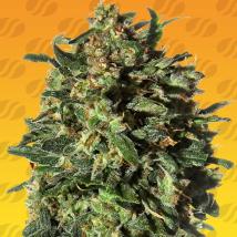 Peanut Butter OGKB Fast feminized cannabis seeds