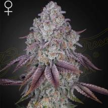 Persian Pie feminized cannabis seeds