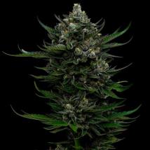 All Gas OG Auto